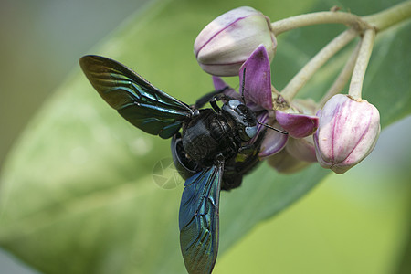 或索多玛花苹果上的木蜂宏观植物翅膀蓝色紫色蜜蜂木瓜花园动物野生动物图片