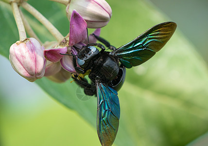 或索多玛花苹果上的木蜂宏观热带植物木瓜紫色蜜蜂蓝色叶子翅膀野生动物图片