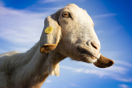 爱奥尼亚种的山羊蓝色血统宠物白色哺乳动物天空农场图片