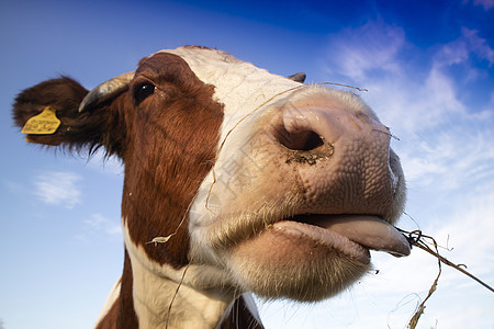 吃饭时一头奶牛的肖像动物哺乳动物景观田园牧场家畜农业农场天空图片