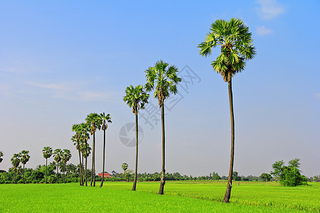 稻田 糖棕榈天空草地植物群天气气候农业风景种植园食物谷物图片