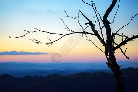 地平线上的树温度日出橙子孤独木头荒野树木爬坡天空风景图片
