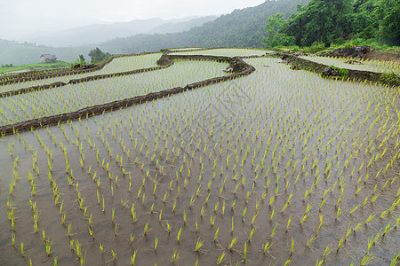 绿地稻田土地栽培草地农村种植园农场地球风景生态农田图片