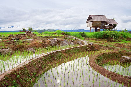 绿地稻田农场农村爬坡种植园阳台生态食物土地农田草地图片