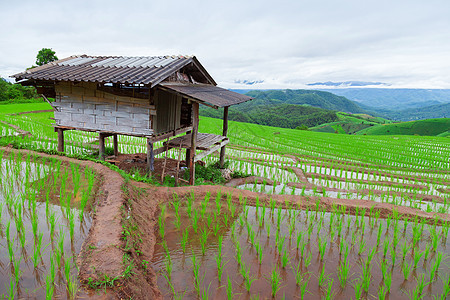 绿地稻田土地食物种植园农田地球场地阳台草地植物栽培图片