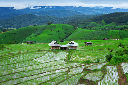 绿地稻田食物土地植物种植园阳台文化收成小屋农田农业图片