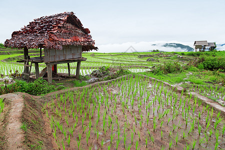 绿地稻田生长收成栽培种植园农田农场旅游农业地球植物图片