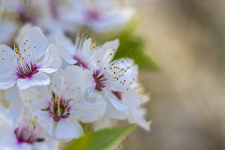 春天的自然 树上开着白色春天花朵的树枝 一棵开花的树 明信片横幅或海报的盛开风景背景花瓣樱花植物学特写花园场景蓝色阳光树叶旅行图片