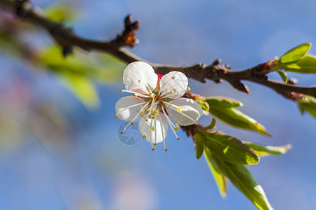 春天的自然 树上开着白色春天花朵的树枝 一棵开花的树 明信片横幅或海报的盛开风景背景季节樱花花园特写花瓣旅行场景果园植物学阳光图片
