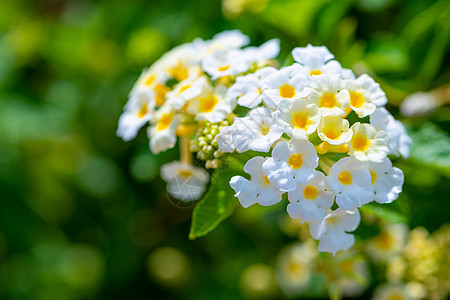 特写白色兰塔纳卡马拉花背景