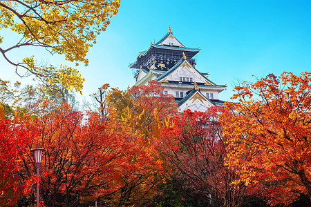 大阪城大阪城堡 秋叶建筑学场景遗产吸引力观光叶子树叶树木旅游风景图片