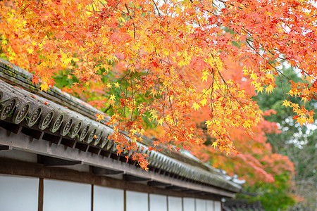 秋季的红树叶环境场景森林观光植物群枫叶花园公园吸引力叶子图片