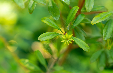 椰枣树和木 绿调的香料和叶子味道草本植物疗法饮食星星香味种子季节香气白色图片