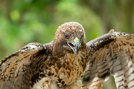 红尾鹰或近身肖像航班羽毛尾巴猎物鹰派飞行野生动物动物猎人捕食者图片
