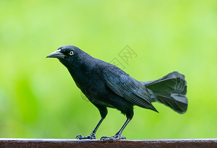 或大安的列斯黑鸟绿色羽毛鸟类公园荒野雀斑栏杆野生动物大尾男性翅膀图片