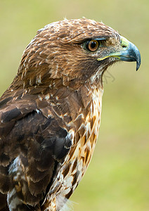 红尾鹰或近身肖像航班鹰派利爪野生动物荒野翅膀尾巴眼睛飞行猎人图片