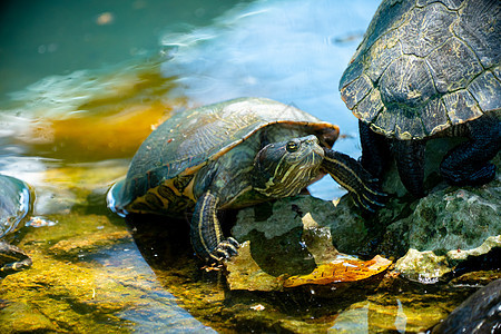 池塘中的红滑板或滑水滑石海龟爬虫动物群动物野生动物两栖动物耳朵乌龟宠物水龟宏观图片