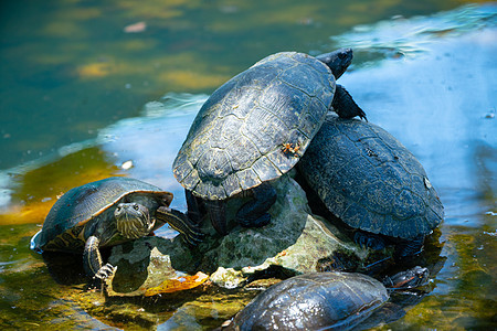 池塘中的红滑板或滑水滑石海龟水龟动物群两栖动物动物荒野宠物爬虫宏观野生动物剧本图片