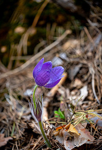 Pulsatilla 圆花或东方烤花红花野花花朵白头翁草地紫丁香生长花园荒野草本植物图片