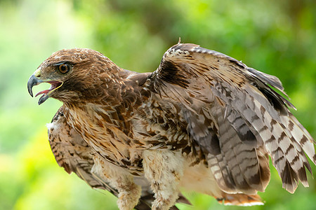 红尾鹰或近身肖像飞行航班动物猎物尾巴鹰派利爪荒野翅膀眼睛图片