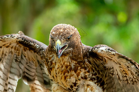 红尾鹰或近身肖像飞行眼睛捕食者利爪航班野生动物羽毛尾巴荒野鹰派图片