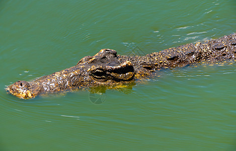 Crocodile 或鳄鱼近似肖像皮肤热带生物危险公园两栖荒野捕食者猎人皮革图片