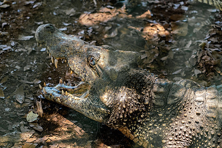 Crocodile 或鳄鱼近似肖像皮革公园生物动物动物群两栖荒野攻击眼睛猎人图片