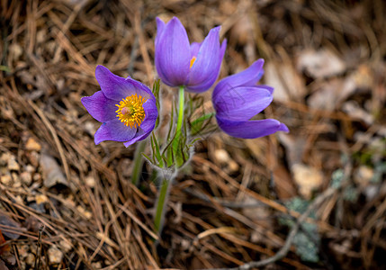 Pulsatilla 圆花或东方烤花森林草原荒野季节专利权野花红花白头翁蓝色生长图片