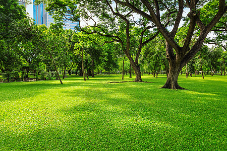 清晨绿草坪 阳光和阴影照耀草地天空晴天植物国家公园美化环境场地季节图片