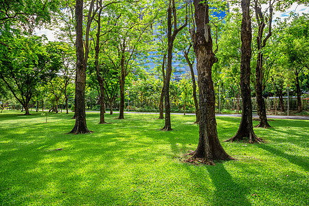 清晨绿草坪 阳光和阴影照耀环境风景森林国家花园晴天场景场地木头草地图片