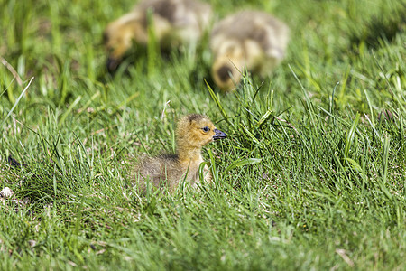 加拿大草原国家公园小鸡绿色晴天旅行动物乡村村庄图片