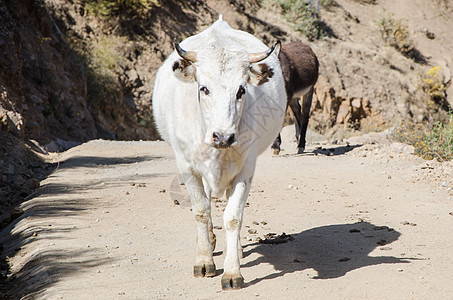 白牛走在山的足迹上图片