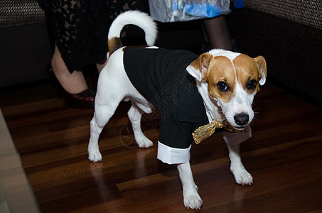 杰克罗瑟尔狗 穿着聪明 带领带的狗冒充犬类乐趣房子绅士动物耳朵宠物猎犬小狗图片