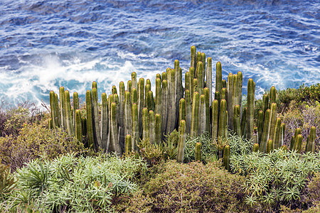 Cacti和大西洋图片