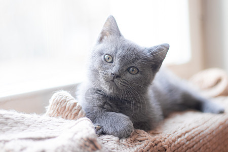 一只英国小猫躺在窗台上 可爱的小猫 杂志封面 宠物 灰色的小猫 窗边的小猫眼睛虎斑窗户猫咪哺乳动物蓝色工作室短发动物毛皮图片
