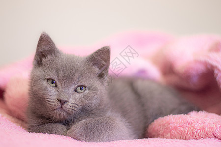 一只英国小猫睡在粉红色的毯子上 可爱的小猫 杂志封面 宠物 灰色的小猫 休息虎斑哺乳动物爪子婴儿工作室乐趣毛皮幼兽食肉猫咪图片