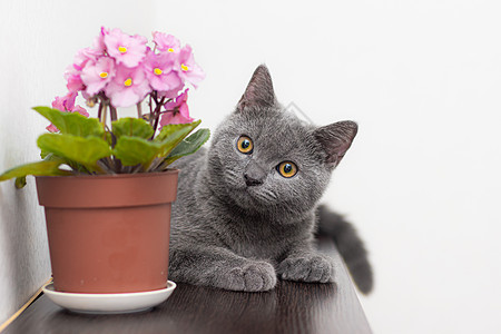 有关动物和家花的文章 猫的家花对猫的伤害木头猫咪宠物厨房园艺窗户桌子生长植物群叶子图片