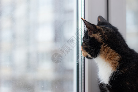美丽的彩色猫坐在窗台上 看着窗外 关于宠物的文章 关于动物类的文章休息玻璃虎斑房间窗户好奇心猫咪小猫头发毛皮图片
