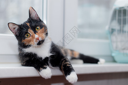 美丽的彩色猫坐在窗台上 看着窗外 关于宠物的文章 关于动物类的文章小猫眼睛好奇心头发场景晴天毛皮房间虎斑玻璃图片