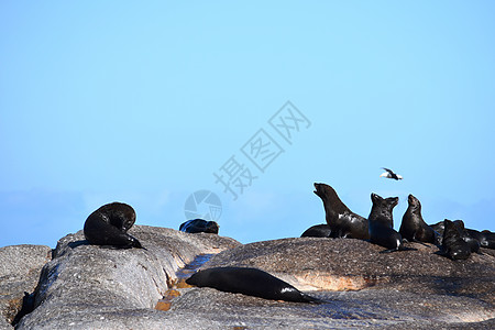 杜伊克岛岩石上的一群海狮野生动物毛皮动物哺乳动物动物群海滩休息生活婴儿生态旅游图片
