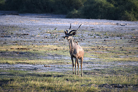 Chobe国家公园的一个孤立的图片