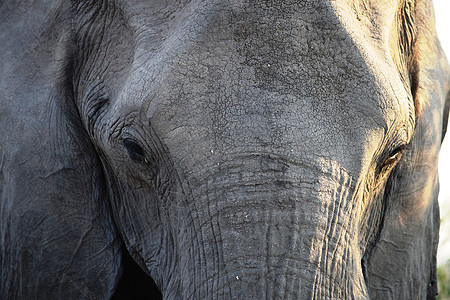 特写博茨瓦纳乔贝国家公园一头大象的首部动物家庭厚皮婴儿食草小牛树干哺乳动物野生动物母亲图片