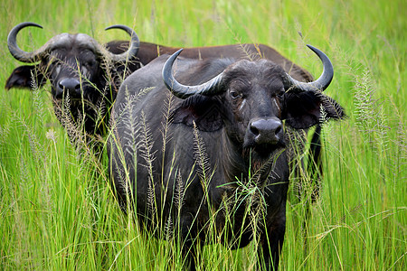 特写在非洲草原放牧的两艘非洲水牛群公园荒野环境动物马拉水牛国家野生动物马赛男性图片
