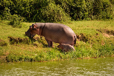 一条巨大的河马和它的幼崽 在喀星沟水中危险动物群公园旅行国家两栖栖息地食草荒野动物图片