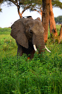 国家公园一头大象的头部被特写图片
