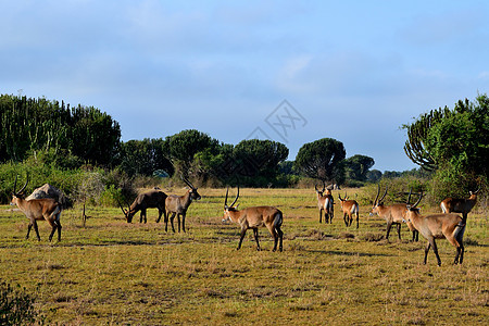 在伊丽莎白女王国家公园里 一群无助的羚羊家庭沙漠旅行国家濒危动物野生动物丛林牙齿动物群图片