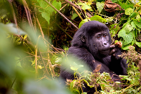 在布温迪不可阻挡的森林里 一只山地大猩猩幼崽在吃树叶公园动物园银背动物大猩猩婴儿毛皮团体家庭荒野图片