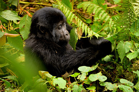 在布温迪不可阻挡的森林里 一只山地大猩猩幼崽在吃树叶荒野眼睛公园大猩猩动物园国家婴儿灵长类力量山地图片