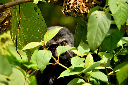 在布温迪不可阻挡的森林里 一只山地大猩猩幼崽在吃树叶动物婴儿动物园眼睛国家衬套毛皮荒野力量哺乳动物图片