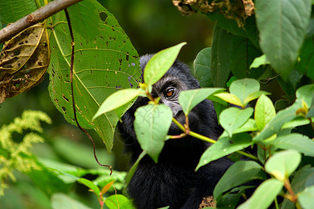 在布温迪不可阻挡的森林里 一只山地大猩猩幼崽在吃树叶山地团体银背家庭力量濒危丛林荒野公园生活图片